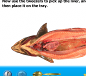 Hra - Salmon Dissection