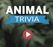Hra - Animal Trivia